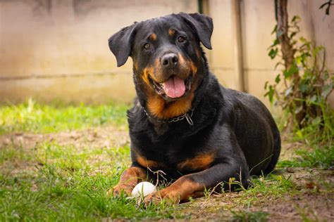 Rottweiler Cropped Ears: Is It Really Necessary?