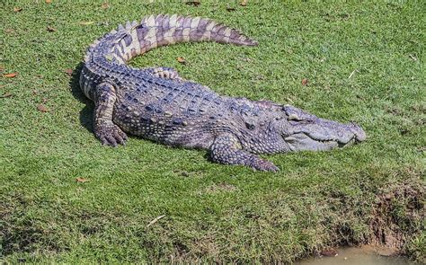 Wildlife Under Threat: The Endangered Reptiles And Fish Of Cambodia - WorldAtlas