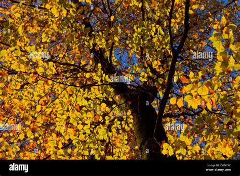 Deciduous tree in autumn Stock Photo - Alamy