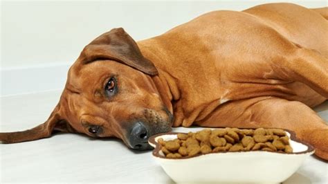 Why Is My Dog Throwing up Undigested Food? Understanding the Causes - WeWantDogs