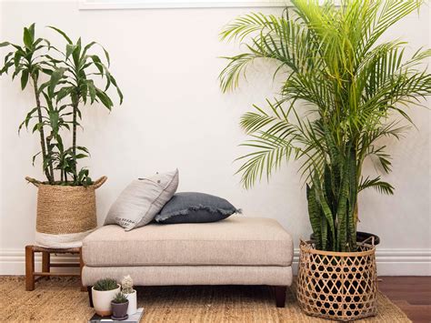 Leaf love: The best plants to grow in your bedroom