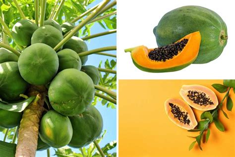 Kinds Of Papayas