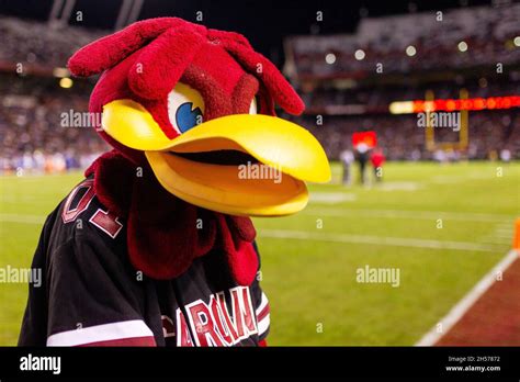 Gamecocks mascot hi-res stock photography and images - Alamy