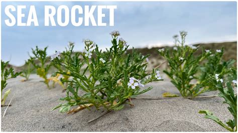 Sea Rocket - A tasty coastal edible herb - YouTube