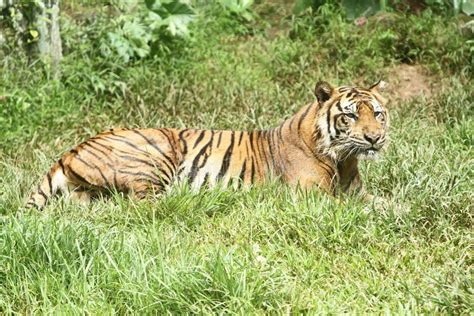 Portrait of a Sumatran Tiger Sitting on the Grass Stock Photo - Image ...