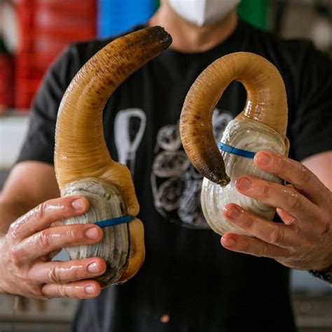 Geoduck - A Delicacy with a Long Lifespan