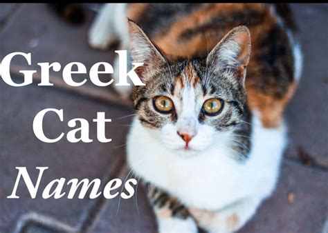 Top 16 Greek Cat Names: Exotic Options For Your Cat (With Meanings)