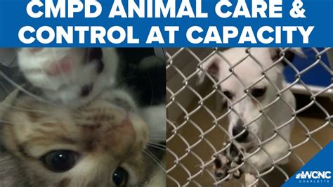 CMPD Animal Care and Control is at capacity. Here's how you can help ...