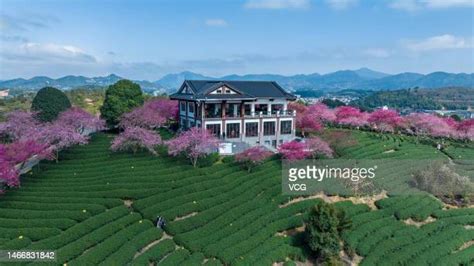 Cherry Bloom At Tea Plantation In Longyan Photos and Premium High Res Pictures - Getty Images