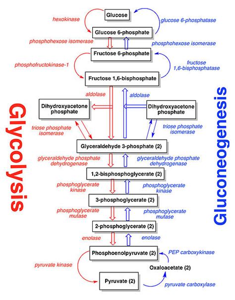 Gluconeogenesis - Biochemistry - Medbullets Step 1