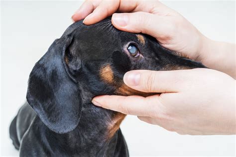 Dog Eye Cataract Surgery: All You Need to Know | Ask Fido