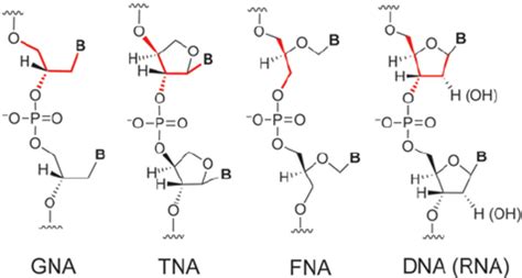 Structures of GNA, TNA, FNA, and DNA (RNA). The backbone similarity is ...