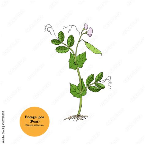 Hand drawn illustration of forage pea plant, Pisum sativum, simple ...