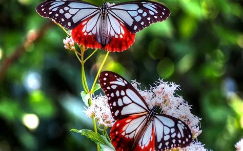 30 COLORFUL BUTTERFLY WALLPAPERS FREE TO DOWNLOAD........ - Godfather Style