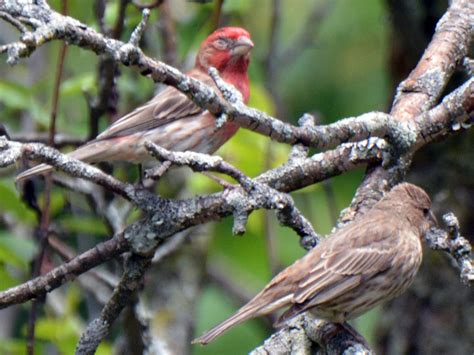 Bird diseases – Our Habitat Garden