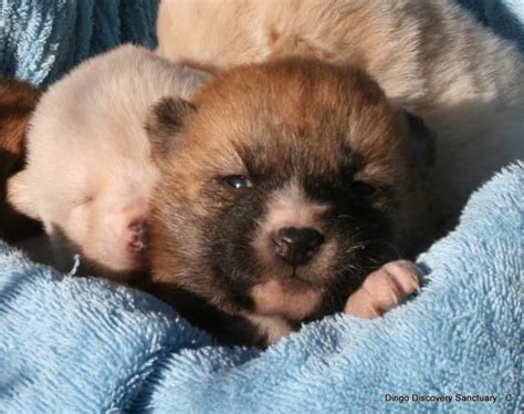 These Photos Of Baby Dingoes Will Make You Forget That They're Predators Aggressive Animals ...