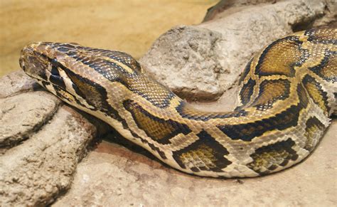 File:Python molurus bivittatus (3).jpg - Wikimedia Commons