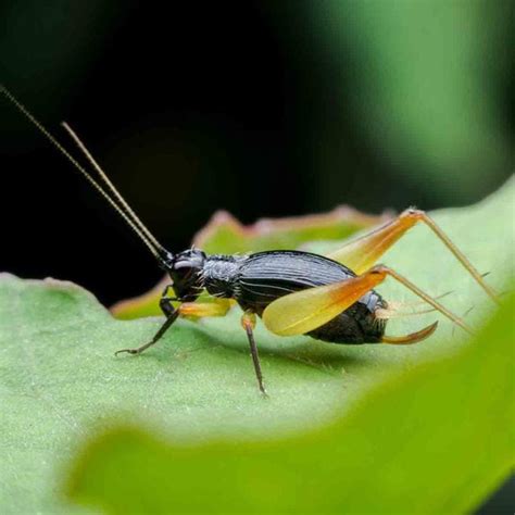 Vinegar Trap for Gnats: the Best DIY Gnat Trap to Try