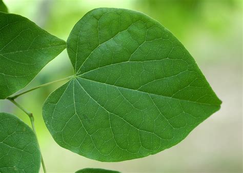 Leaf veins, photograph, #1628768 - FreeImages.com