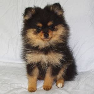 Pomchi (Pomeranian-Chihuahua mix) Info, Temperament, Puppies, Pictures