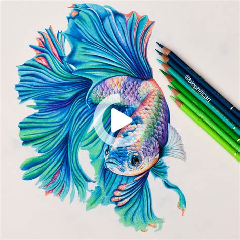 Picture of a Betta Fish drawn using colored pencils. Coloured pencil drawing of a Betta Fish ...