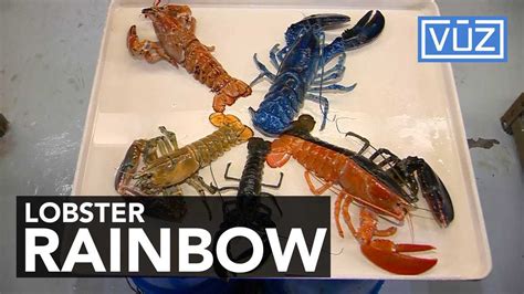 New find adds to lobster rainbow at aquarium