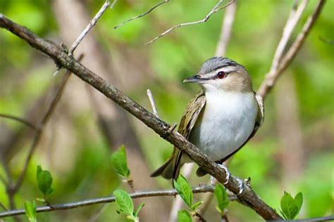 Red-Eyed Vireo - The Bird Identifier