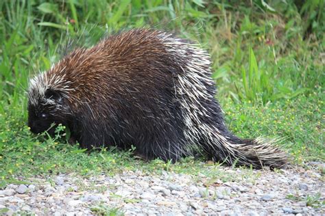 Canadian Porcupine · Free photo on Pixabay