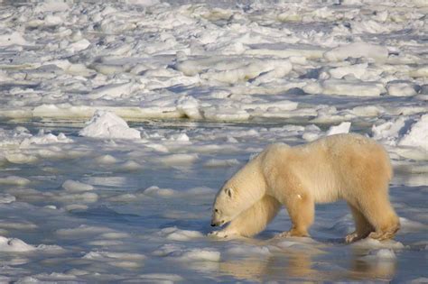 Polar Bears Affected by Climate Change | Defenders of Wildlife