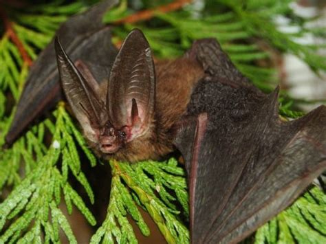 Big Eared Bat | Friends of Cortes Island