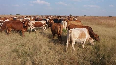 When farm dwellers’ livestock overgraze the land – AgriOrbit