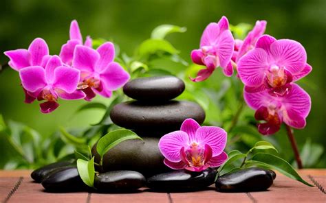 Spa Orchids Wallpapers - Top Free Spa Orchids Backgrounds - WallpaperAccess