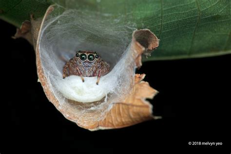 Jumping spider nest, they do not build webs but use the silk to build tiny sacs for sleeping and ...