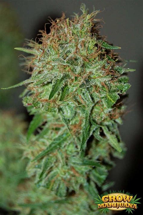 Super Skunk Seeds - Strain Review | Grow-Marijuana.com