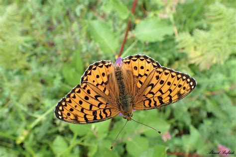 Butterfly 2224 | Photo taken near Gimel, Switzerland. | Ahmed B. | Flickr