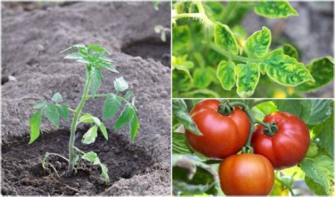 Why Use Epsom Salt for Tomato Plants | Garden