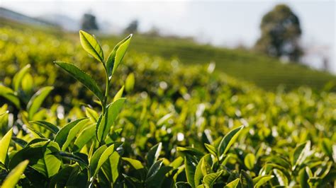 Your Guide To Visiting The Charleston Tea Plantation | TouristSecrets