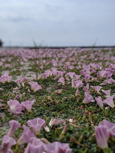 Premium Photo | Close-up of pink crocus flowers on field