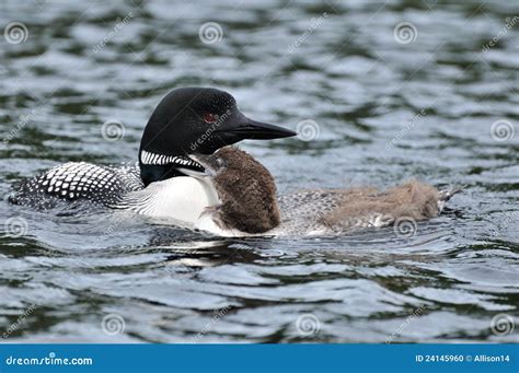 Common Loon with Chick stock photo. Image of wildlife - 24145960