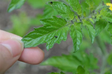 Gardens + Insects: Black Bugs on Tomato Plant Revisited - ANSWERED