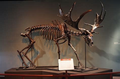 Irish Elk | Extinct Animals