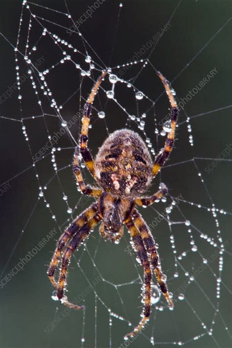 Black and Yellow Argiope Spider - Stock Image - C043/6929 - Science ...