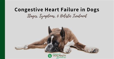 How Can I Help My Dog With Heart Failure