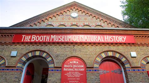 Booth Museum of Natural History in Brighton, England | Expedia