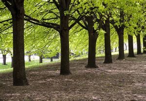 Winged Elm Trees for Sale Online | Willis Orchard Company