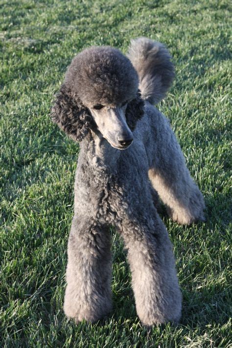 Grey Standard Poodle | Standard poodle, Poodle dog, Poodle puppy