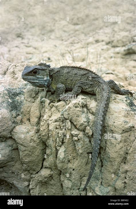 Male Cook Strait tuatara Stephens Island New Zealand Stock Photo - Alamy