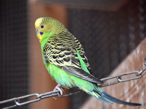 Melopsittacus undulatus / Budgerigar (Breeding-form) in zoos