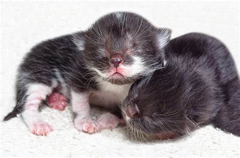 Hand Rearing Kittens: What You Need To Know To Save A Newborn's Life | TheCatSite