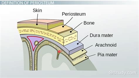 Periosteum of Bone: Definition & Function - Video & Lesson Transcript ...